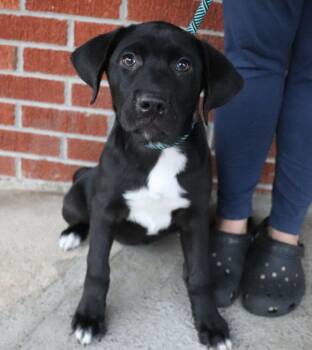 Rescue Retriever and Mixed Breed Dogs for Adoption in Minneapolis, Minnesota - Emmie | PetCurious