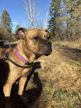 Rescue American Bulldog Dogs for Adoption in Duluth, Minnesota - Raya | PetCurious