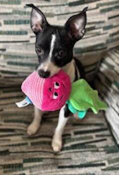 Azalea -  Rat Terrier Dog Available for Adoption in Elmwood Park, Wisconsin - Azalea | PetCurious