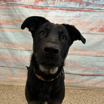 Rescue German Shepherd Dog and Mixed Breed Dogs for Adoption in Cheyenne, Wyoming - Phoenix | PetCurious