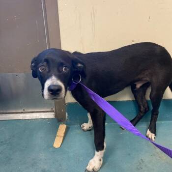 FATTY -  Mixed Breed Dog for Adoption in Memphis, Tennessee - FATTY | PetCurious