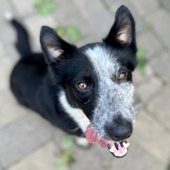 Border Collie Dogs Available for Adoption in Pleasanton, California - Polly | PetCurious