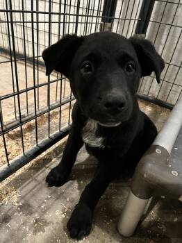 Rescue Labrador Retriever Dogs for Adoption in Pleasant Hill, California - Cannoli | PetCurious