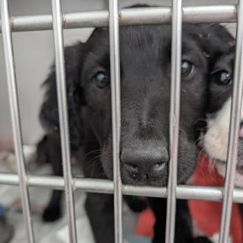 Mixed Breed Dogs Available for Adoption in Dekalb, Illinois - Cora | PetCurious