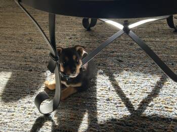 Ellie -  Shepherd Dog for Adoption in Lafayette, Colorado - Ellie | PetCurious