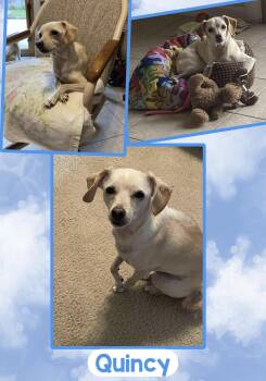 Quincy -  Chihuahua and Italian Greyhound Dog for Adoption in Fort Wayne, Indiana - Quincy | PetCurious