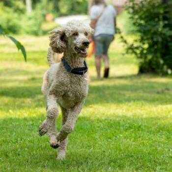 King -  Standard Poodle Dog for Adoption in Courtice, Ontario - King | PetCurious