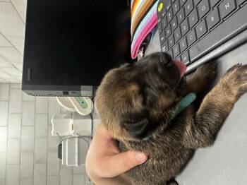 Rescue Mixed Breed Dogs for Adoption in Dallas, Texas - A1254528 | PetCurious