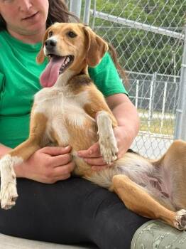 Treeing Walker Coonhound Dogs Available for Adoption in Burgaw, North Carolina - SPADE | PetCurious