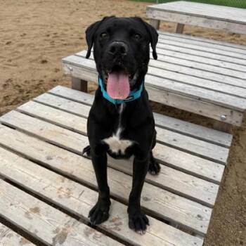 Mixed Breed Dogs Available for Adoption in Janesville, Wisconsin - Snoopy | PetCurious