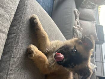 Golden Retriever and Shepherd Dogs Available for Adoption - Sully | PetCurious