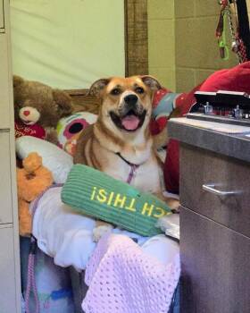 Cooper -  Labrador Retriever Dog Available for Adoption in Douglasville, Georgia - Cooper | PetCurious