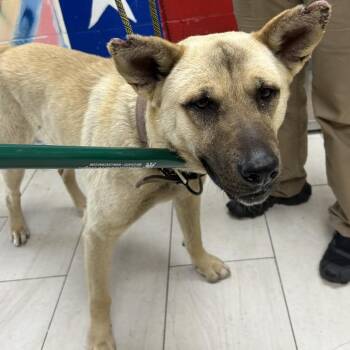 Mixed Breed Dogs Available for Adoption in Lufkin, Texas - Speed | PetCurious