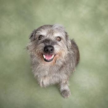 Smirk -  Wirehaired Terrier and Dachshund Dog for Adoption in Hardeeville, South Carolina - Smirk | PetCurious