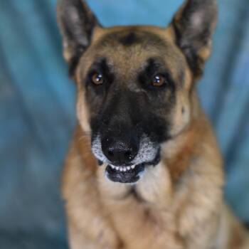 Shadow -  German Shepherd Dog Dog for Adoption in Defuniak Springs, Florida - Shadow | PetCurious