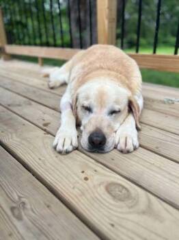 Marvin -  Labrador Retriever Dog for Adoption in Malvern, Pennsylvania - Marvin | PetCurious