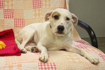 Hound and Mixed Breed Dogs Available for Adoption in Kansas City, Missouri - Bella | PetCurious