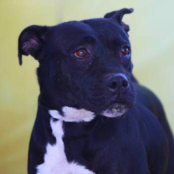Pit Bull Terrier Dogs Available for Adoption in Austin, Texas - Skye JuM | PetCurious