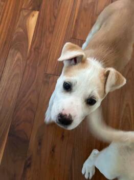 Livia -  Pit Bull Terrier and Mixed Breed Dog for Adoption in Calgary, Alberta - Livia | PetCurious