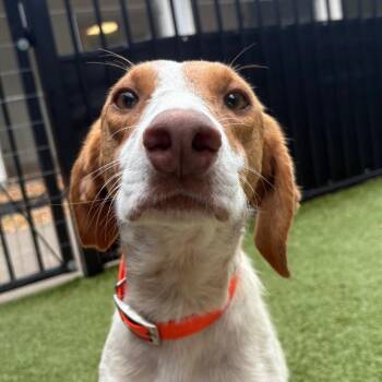 Hot Dog -  Hound and Mixed Breed Dog for Adoption in Charlottesville, Virginia - Hot Dog | PetCurious