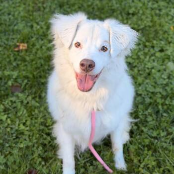 Gigi (bonded with Gable) -  Great Pyrenees and Australian Shepherd Dog for Adoption in Sparta, New Jersey - Gigi (bonded With Gable) | PetCurious
