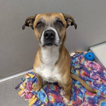 Terrier and Shepherd Dogs Available for Adoption in Des Moines, Iowa - Brutus | PetCurious