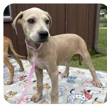 Ammo -  Hound Dog for Adoption in Waggaman, Louisiana - Ammo | PetCurious