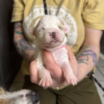 Terrier Dogs Available for Adoption - Ti | PetCurious