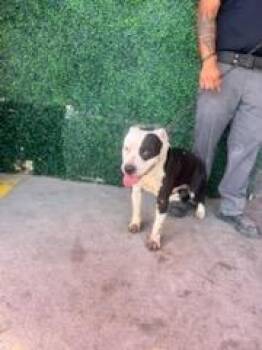 61120273 -  Pit Bull Terrier and Mixed Breed Dog for Adoption in El Paso, Texas - 61120273 | PetCurious