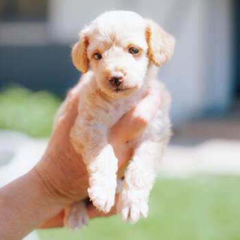 Chihuahua Dogs Available for Adoption in Northbrook, Illinois - Fix It Franny | PetCurious