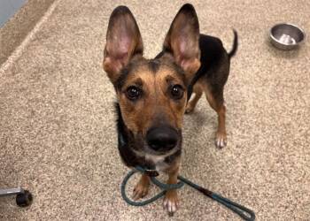 German Shepherd Dog and Mixed Breed Dogs Available for Adoption in Colorado Springs, Colorado - NAMARRI | PetCurious