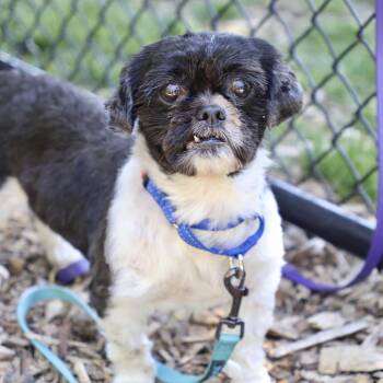 Shih Tzu Dogs Available for Adoption in Briarcliff Manor, New York - Smokey | PetCurious