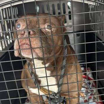 Porkchop -  English Bulldog and Mixed Breed Dog for Adoption in Bristol, Indiana - Porkchop | PetCurious