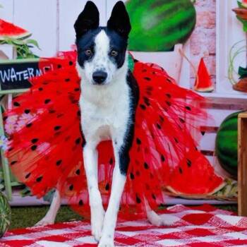 Reba -  Collie and Mixed Breed Dog for Adoption in Midland, Texas - Reba | PetCurious