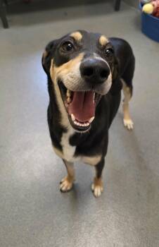 Goose -  Hound Dog for Adoption in Amherst, Virginia - Goose | PetCurious