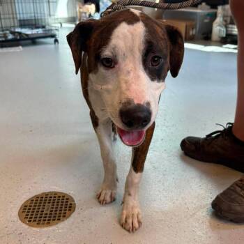 Aaron (Baby Face) -  Mixed Breed Dog for Adoption in Huntington, West Virginia - Aaron (Baby Face) | PetCurious