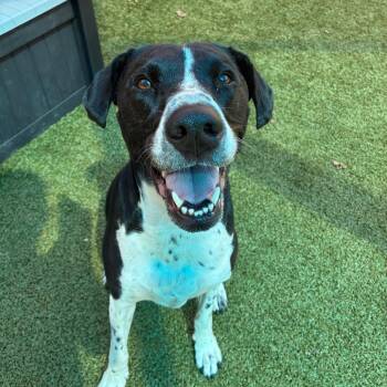 Roxi -  Labrador Retriever Dog for Adoption in Greensboro, North Carolina - Roxi | PetCurious