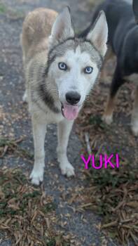 Yuki -  Husky Dog for Adoption in Thornton, Colorado - Yuki | PetCurious