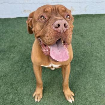 Dogue De Bordeaux Dogs Available for Adoption - ChewBarka | PetCurious