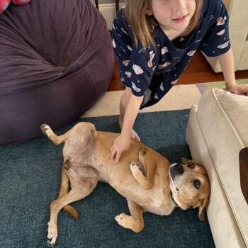 Mocha -  Golden Retriever and Hound Dog for Adoption in New Orleans, Louisiana - Mocha | PetCurious