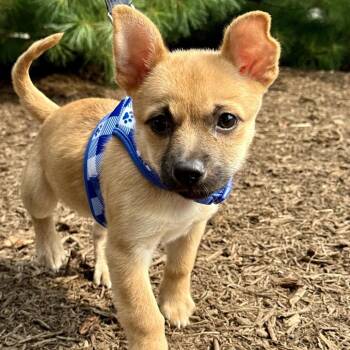 Althea -  Chihuahua and Mixed Breed Dog for Adoption in East Hampton, New York - Althea | PetCurious