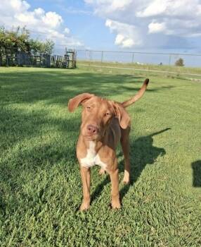 Red -  Hound Dog for Adoption in Manchester, Connecticut - Red | PetCurious