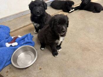 Pear -  Border Collie and Flat Coated Retriever Dog for Adoption in Phoenix, Arizona - Pear | PetCurious