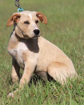 Ginger -  Hound Dog for Adoption in North Fort Myers, Florida - Ginger | PetCurious