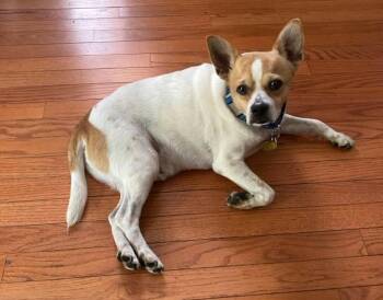 Toto -  Jack Russell Terrier and Chihuahua Dog for Adoption in North Olmsted, Ohio - Toto | PetCurious