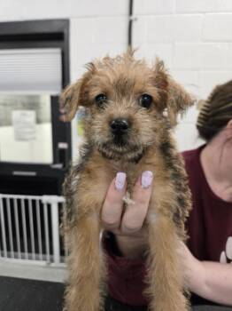 Border Terrier and Poodle Dogs Available for Adoption - Surprise | PetCurious