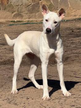 Husky and Shepherd Dogs Available for Adoption - Sati | PetCurious