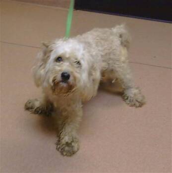 BERDLY -  Dandie Dinmont Terrier and Poodle Dog for Adoption in Cookeville, Tennessee - BERDLY | PetCurious
