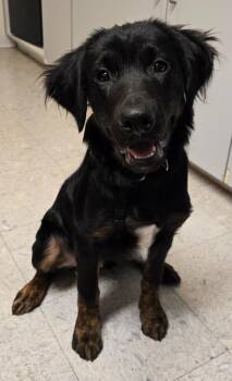 Labrador Retriever and Shepherd Dogs Available for Adoption in Sandusky, Ohio - Gatsby | PetCurious
