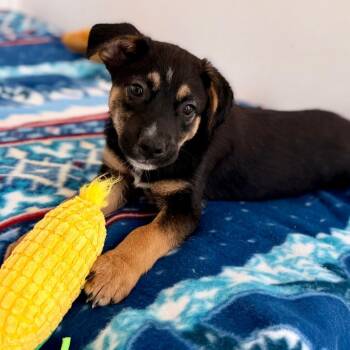 Charley -  Labrador Retriever and Border Collie Dog Available for Adoption in Green Bay, Wisconsin - Charley | PetCurious